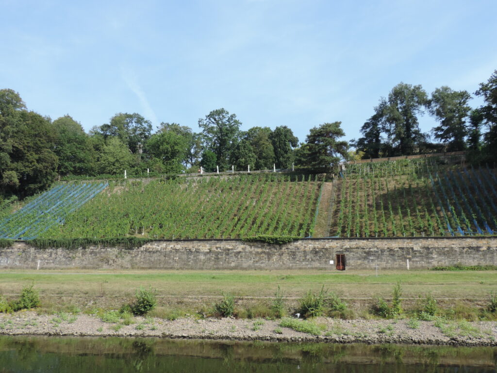 Weinberg am Ufer eines Flusses